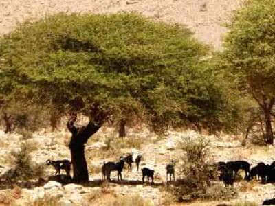 Circuit 4x4 Agadir, acacias du desert