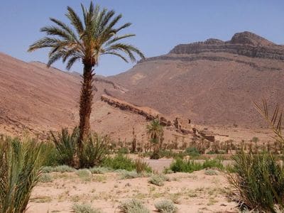 Dans l'oasis de Tissint