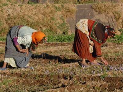 Recolte du safran dans le djebel Siroua