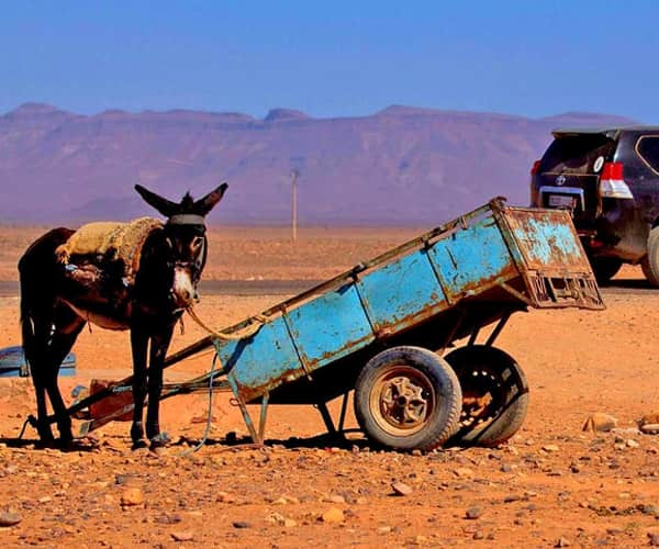 Circuit 4x4 Marrakech, notre 4x4 (Toyota) et un 4x4 berbere (le mulet)