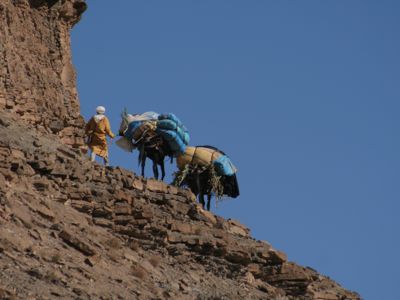 Circuit 4x4 Marrakech, nomade et ses mulets revenant d'un souk dans Atlas