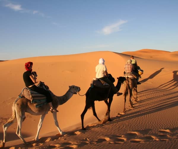 Randonnee chameliere dans les dunes de Merzouga