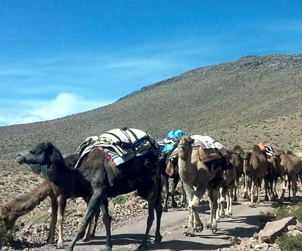 Circuit 4x4 Ouarzazate, transhumance dans le Saghro