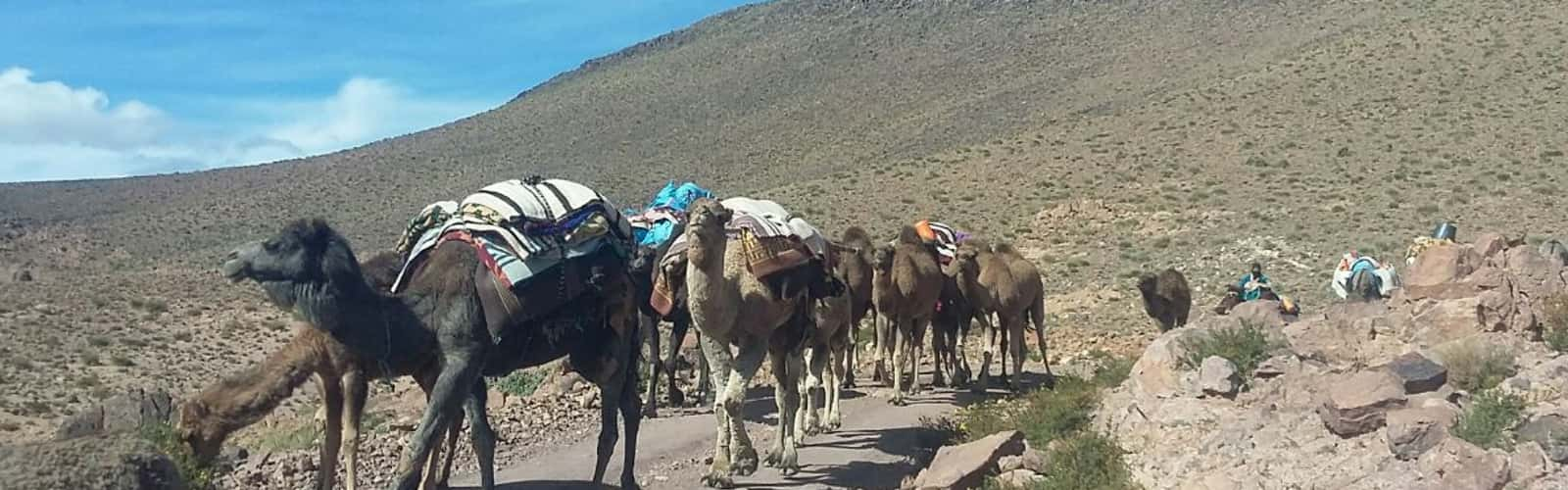 Circuit 4x4 Ouarzazate, transhumance dans le Saghro