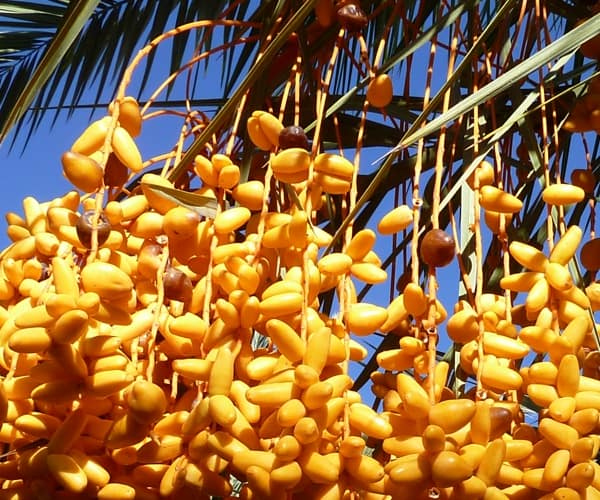 Palmiers dans la vallée du Drâa