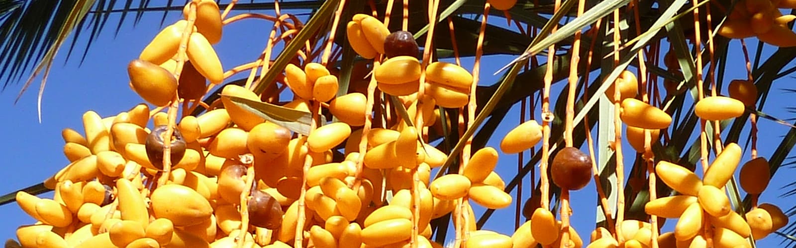 Palmiers dans la vallée du Drâa