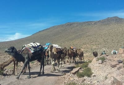 Transhumance dans le djebel Saghro